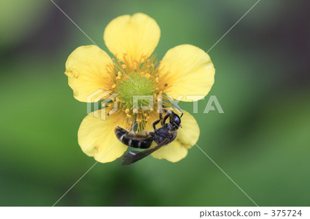 Daikon Saw和Kohana bee 375724