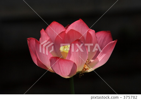 蓮花 蓮花 375782