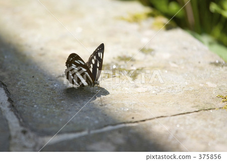 Commonsu butterfly 375856