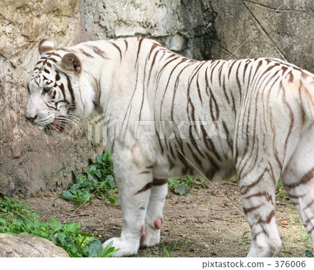 White Tiger   376006