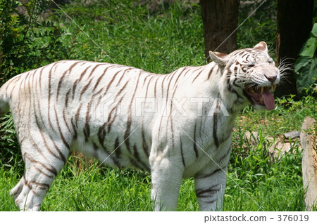 White Tiger White Tiger 376019