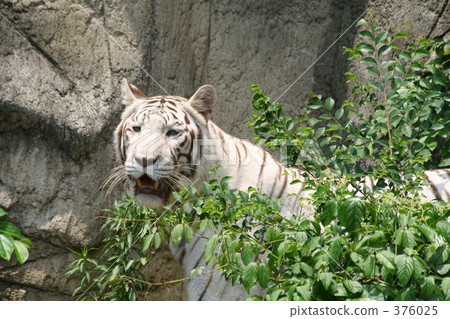 White Tiger White Tiger 376025