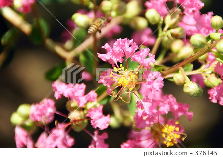 Crape myrtle 376145
