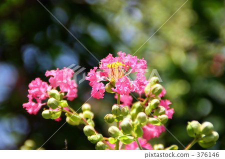 Crape myrtle 376146