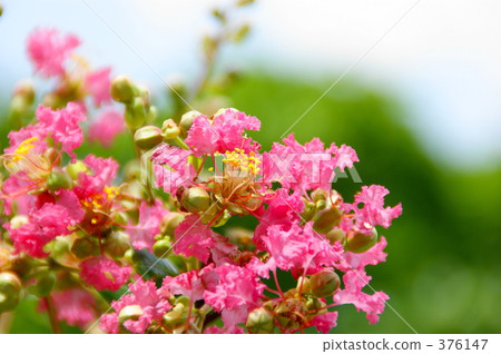 Crape myrtle 376147