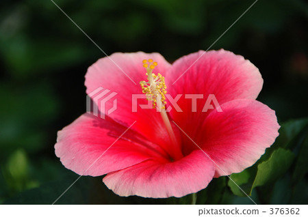 芙蓉 - 紅色系統 -  376362