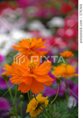 黃波斯菊 黃波斯菊 376368