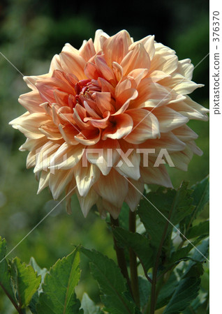 Dahlia Dahlia 376370