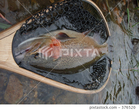 Rainbow trout butt by another 2008 Rainbow trout butt by another 2008 376520