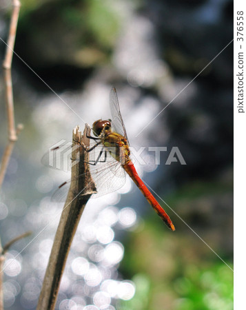 山間溪流的辛辣墓 376558