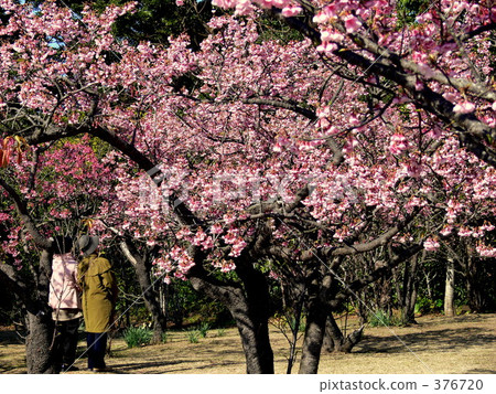 Hikan Sakura 376720