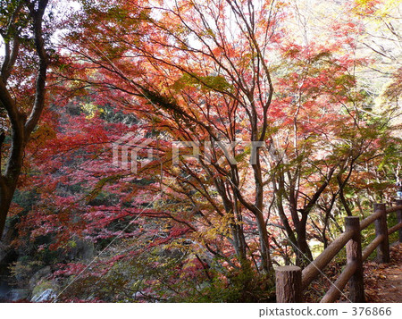 Autumn leaves Autumn leaves 376866