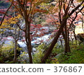Autumn leaves 376867