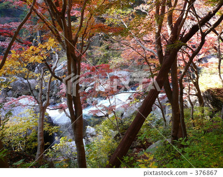 Autumn leaves 376867