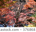 Autumn leaves 376868