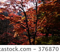 Autumn leaves 376870