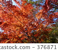 Autumn leaves 376871