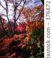 Autumn leaves 376872