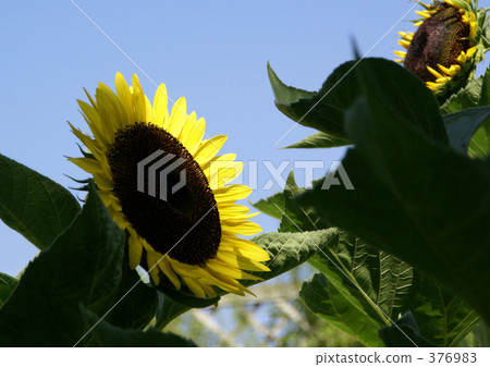 Sunflower sunflower lemon Sunflower sunflower lemon 376983