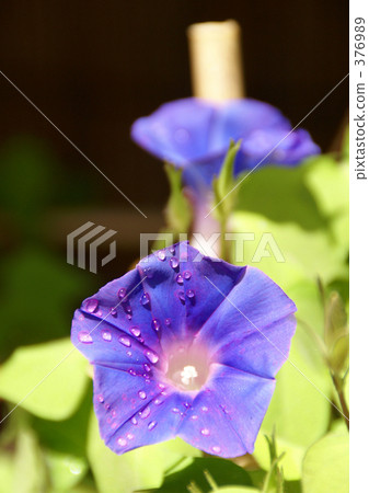 Morning glory and water discharge 376989