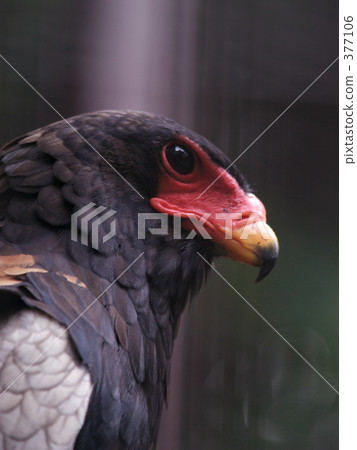 Dolphin (male) 377106