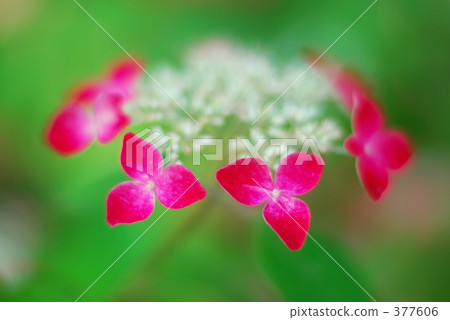 繡球花紅 繡球花紅 377606