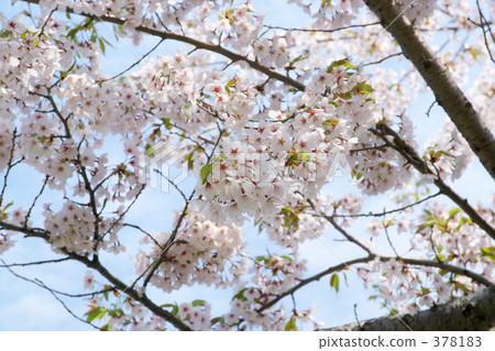 Aoba Igaku Park 378183