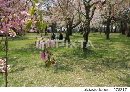 Aoba Igaku Park 378217