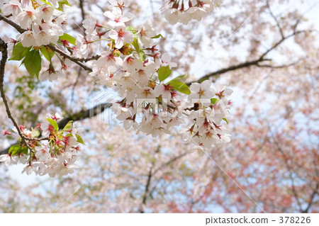 青葉Igaku公園 378226