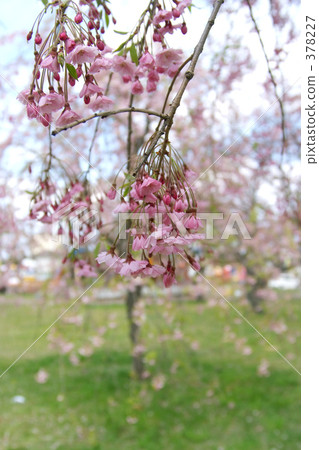 青葉Igaku公園 378227