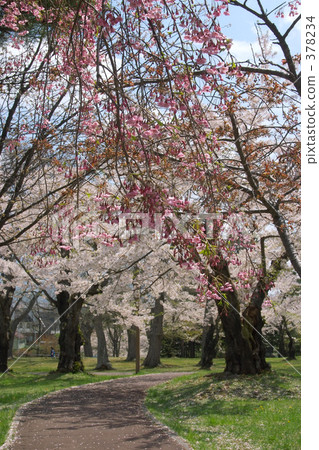 青葉Igaku公園 378234