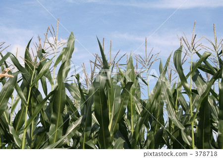 Corn fruit 378718
