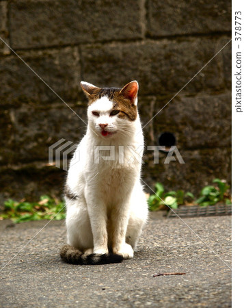 A catchy cat 2 A catchy cat 2 378773