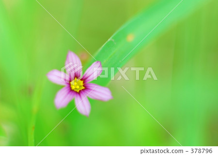 Niwazekishou Niwazekishou 378796