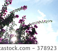 Bougainvillea Bougainvillea 378923