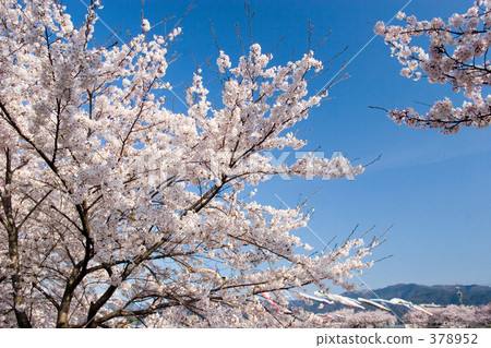 櫻花觀賞 櫻花觀賞 378952