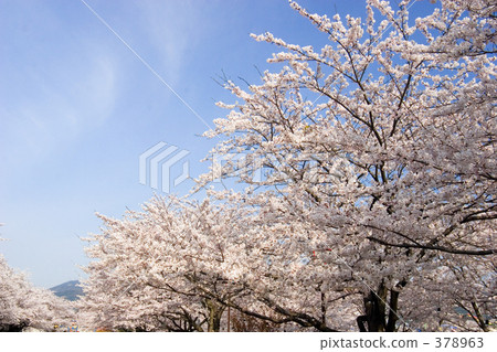 Spring full bloom Spring full bloom 378963