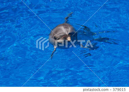 Dolphin 379015