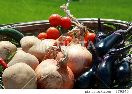 蔬菜和自然和領域 379846
