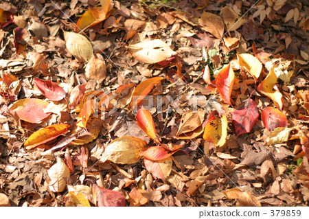 落葉 379859
