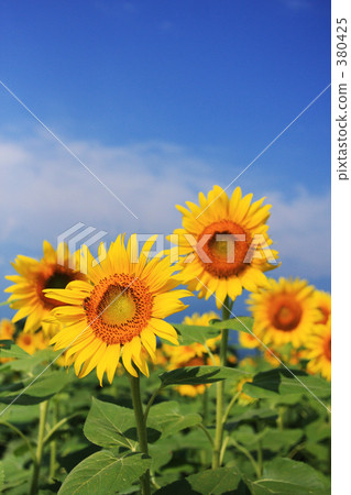 Sunflower field Sunflower field 380425