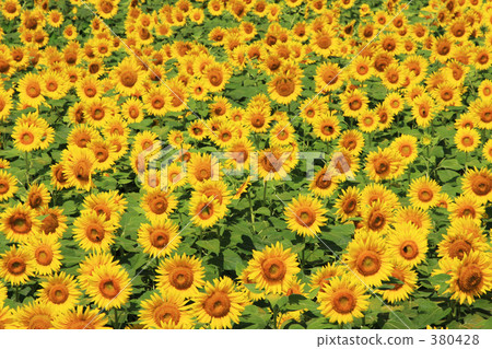 Sunflower field 380428