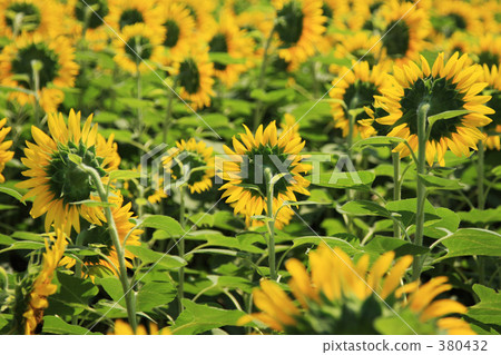 Behind the sunflower 380432