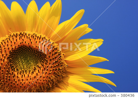 sunflower sunflower 380436