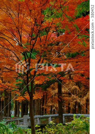 Green and autumn leaves 380452