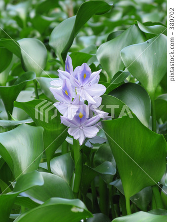 Water hyacinth Water hyacinth 380702