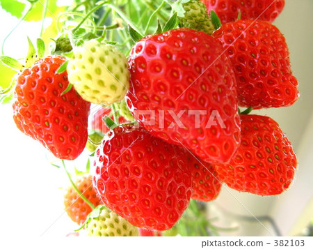 草莓 382103