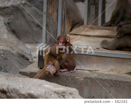 日本獼猴 日本獼猴 382281