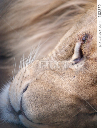 lion lion 382879