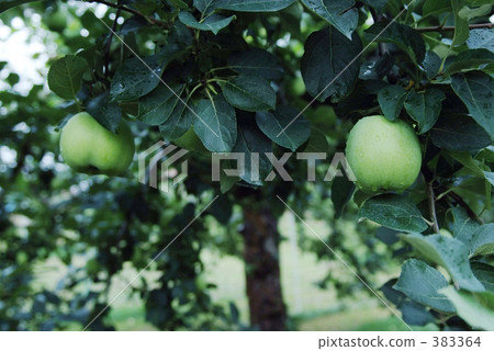 green apple green apple 383364